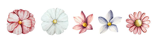 istock Spring flowers set. Watercolor gerbera, chamomile, echinacea. Hand drawn wildflower art isolated on background, transparent png. Botanical, easter and wedding illustration. Baby shower design elements. Party invitation, birthday celebration. Spring 2215831147
