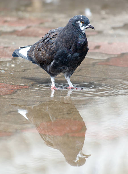 One pigeon in the lake