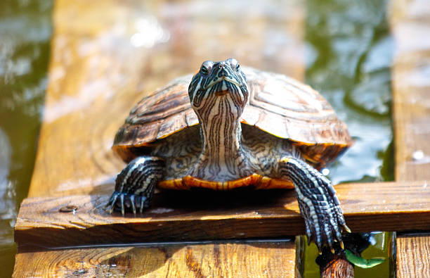 istock A turtle is sitting on a wooden board in a pond 2215831389