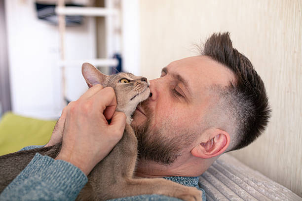 istock Bearded man hugging and petting abyssinian blue cat lying on his chest. 2215831394
