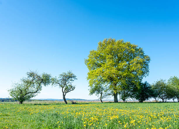 A green field covered in yellow flowers, with trees bearing white flowers in the background. The sky is blue, suggesting a sunny day. Meadow on which dandelions bloom. Flowering trees in the spring.