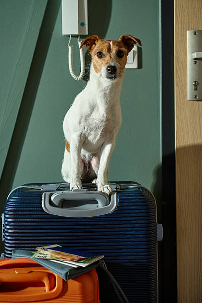 istock Dog sitting on suitcase ready for travel with owner 2215833443