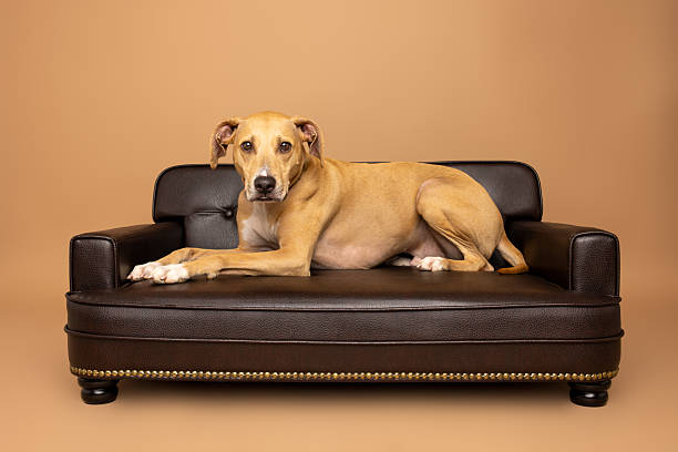 istock Dog Lounging on Mini Leather Couch 2215833825