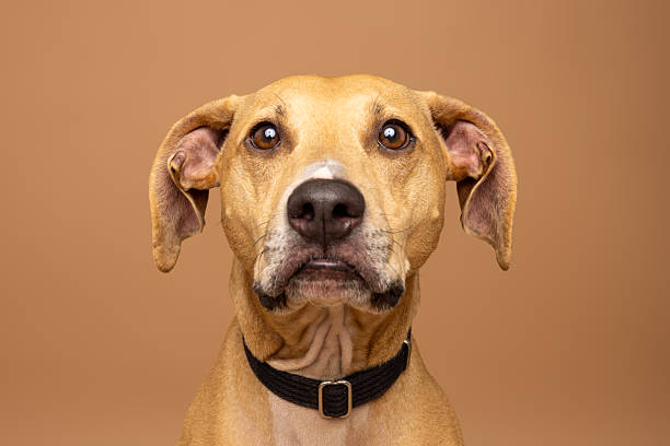 istock Close-Up Portrait of Tan Dog in Studio 2215833827
