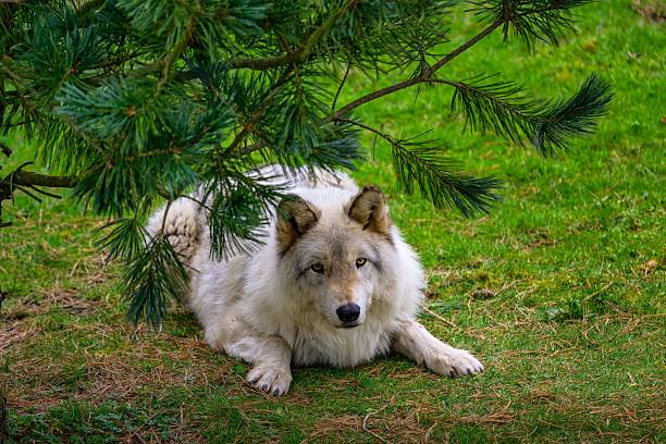 A Young Gray Wolf (Canis lupus) Pup at a Wolf Conservatory