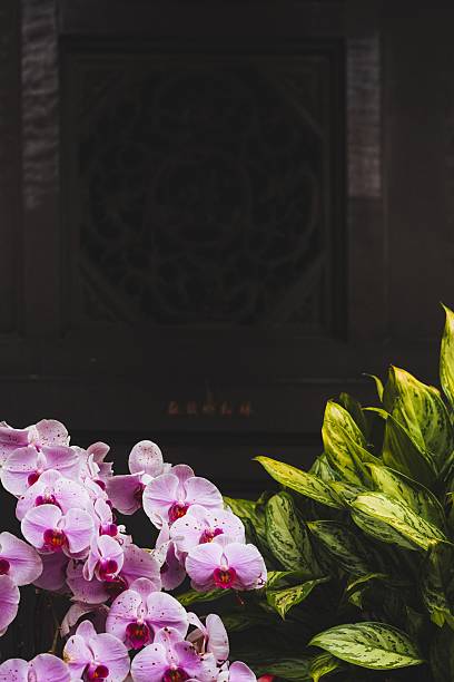A close-up of vibrant pink orchids and lush green leaves against a dark background, showcasing natural beauty and contrast.