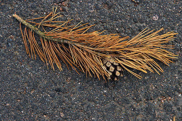 Closeup image of a dried pine branch with needles and a small pine cone lying on a textured asphalt road.