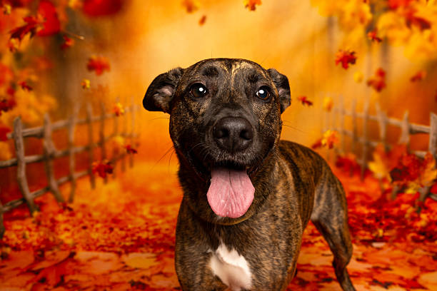 istock Happy Brindle Dog in Autumn Scene 2215834520