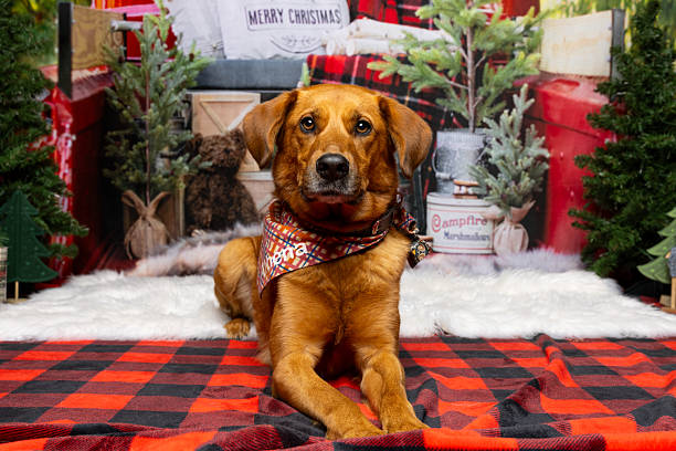 istock Christmas Dog on Cozy Plaid Blanket 2215834659
