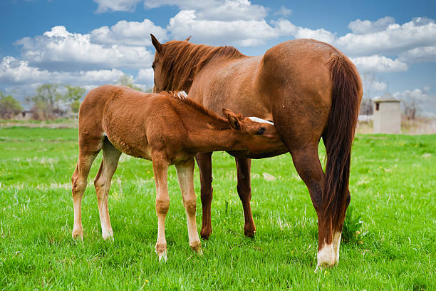 Foal nurses from mare in green field under blue sky with clouds. Peaceful rural moment of animal care and natural bond in countryside