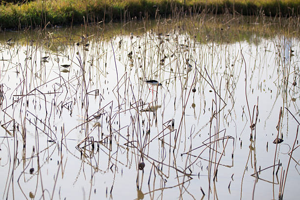 Wetland Landscape