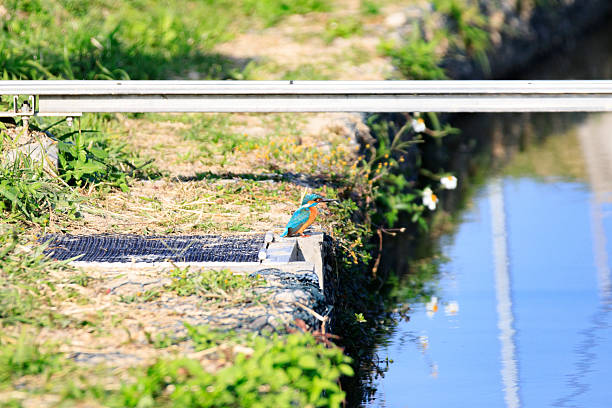 The emerald bird waiting to catch fish by the lake