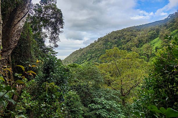 istock Treetop Canopy Opening to Blue Sky in Minnamurra Rainforest 2215838100