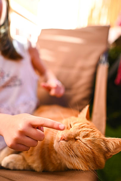 istock Girl touching ginger cat sleeping on brown chair 2215842146