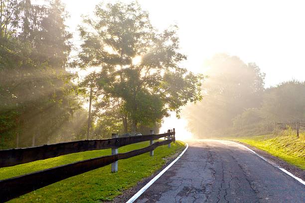 Fog and mist swirling around road safety sign in remote forest