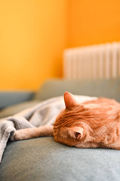 istock Ginger cat sleeping peacefully on cozy sofa in modern living room 2215842374