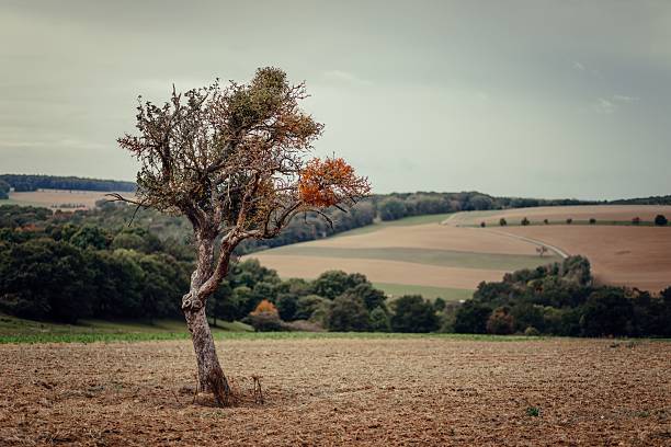 A solitary tree in a vast rural landscape with rolling fields under a cloudy sky, capturing the essence of tranquility.