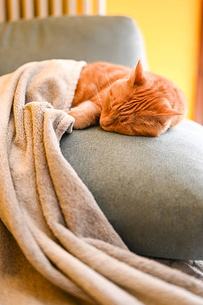 istock Ginger cat sleeping peacefully on cozy sofa with blanket 2215842431