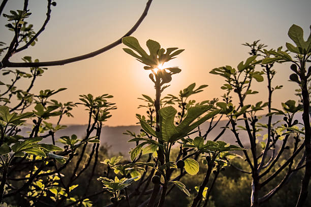 Fig tree leaves stroke through with sun rays during the golden hour