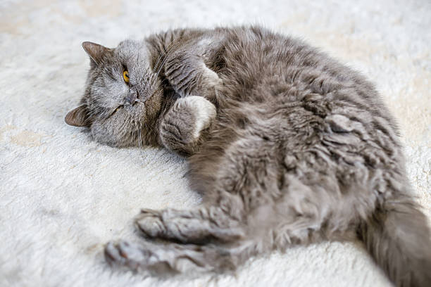 istock Fluffy British gray cat lying on a carpet with yellow eyes, relaxed and cozy 2215844391