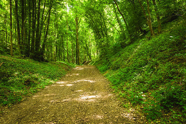 A winding dirt path meanders through a vibrant forest, where sunlight dances through the lush, green foliage overhead, creating a peaceful and inviting atmosphere perfect for exploration.