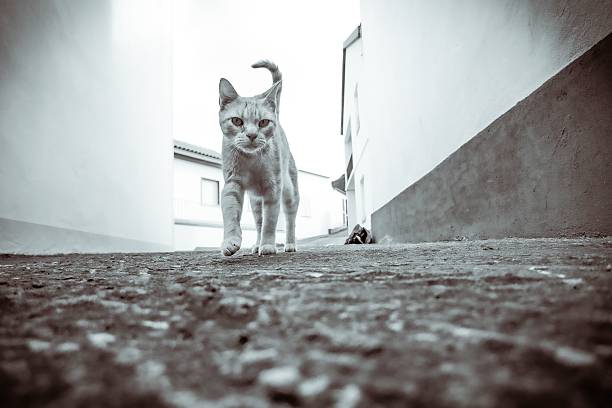 Low-angle shot of a cat walking down a narrow alley, with buildings on either side, in a monochrome filter.