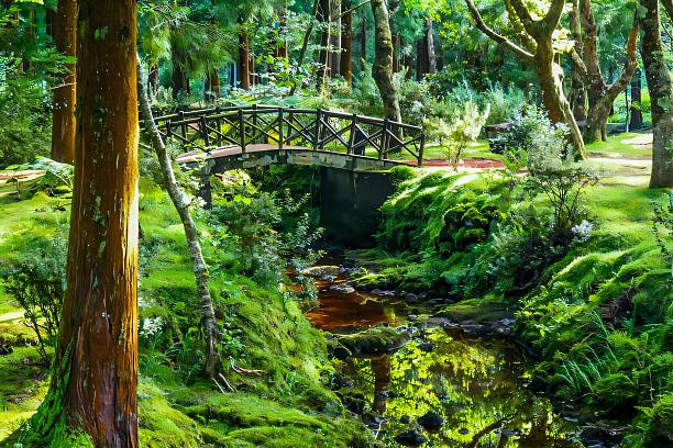 istock Lush forest with wooden bridge over stream. 2215845134