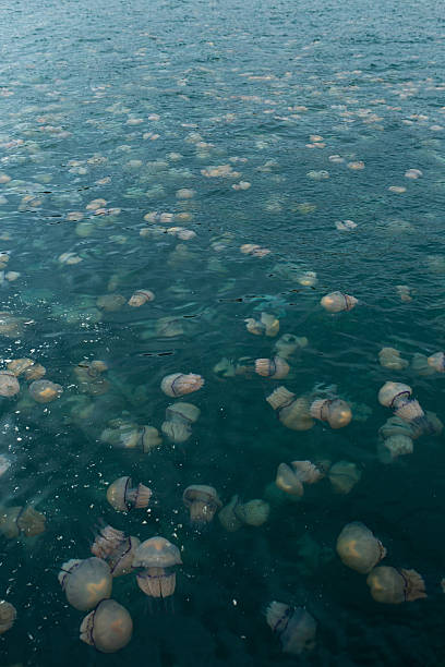 istock Thousands of Barrel Jellyfish in the Open Sea 2215846251