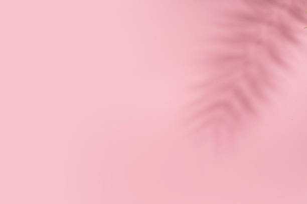 istock Soft light shadows of tropical leaves and foliage background. Abstract concept backdrop 2215847214