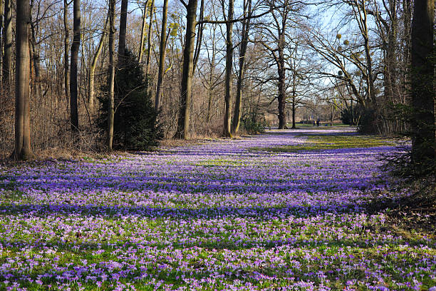 A crocus meadow in the Great Garden, Dresden - Germany