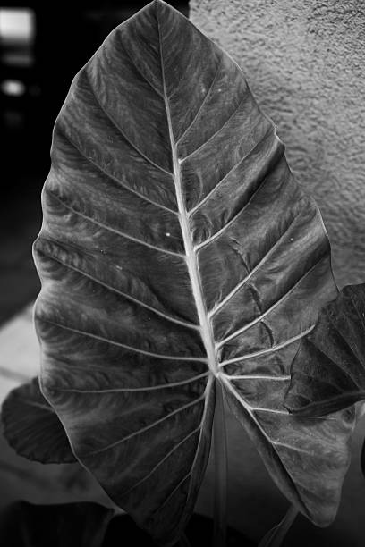 Monochrom sensor series. Tree and leaves