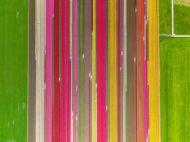 istock Striped tulip field in full bloom from above in spring 2215849781