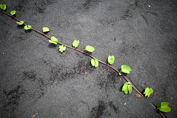 Morning glory flowers, Ginger leaf or Ipomoea asarifolia on a sandy tropical beach, at Congot Beach, Kulon Progo, Indonesia.