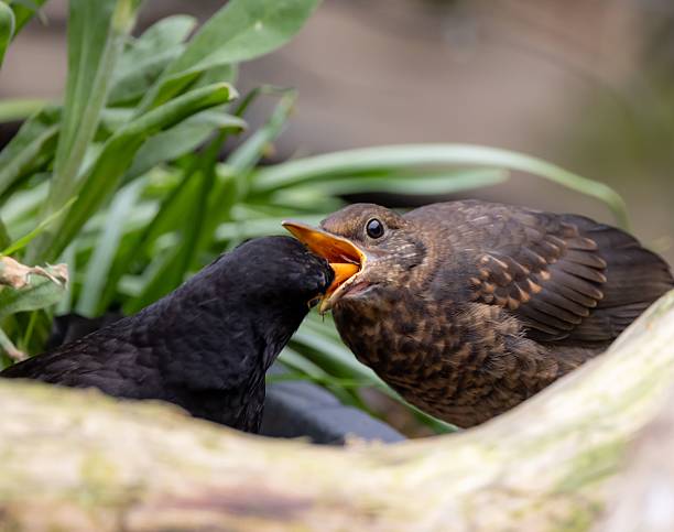istock Blackbird feeding chick in nature. 2215851671