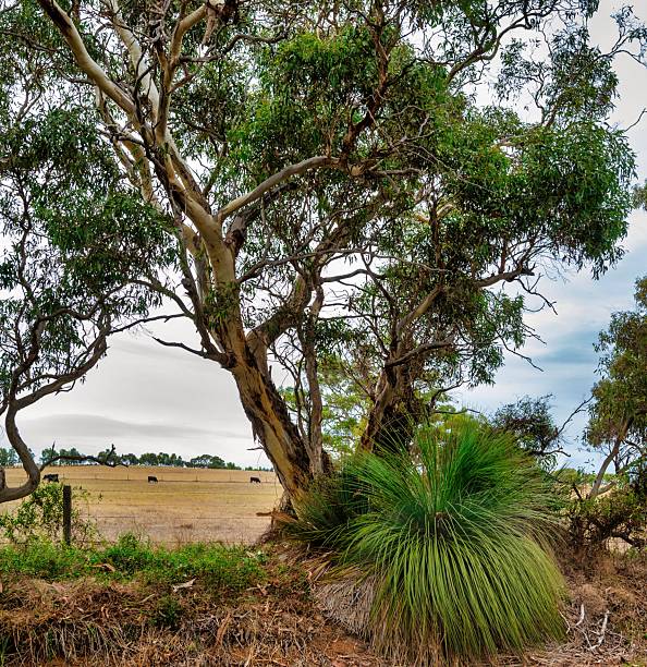 istock Scenic Australian Bushland with Eucalyptus Trees 2215851770