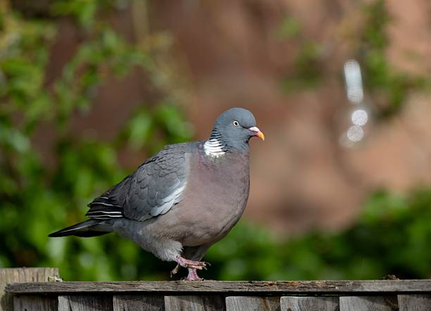 istock Pigeon on a Wooden Fence 2215851845