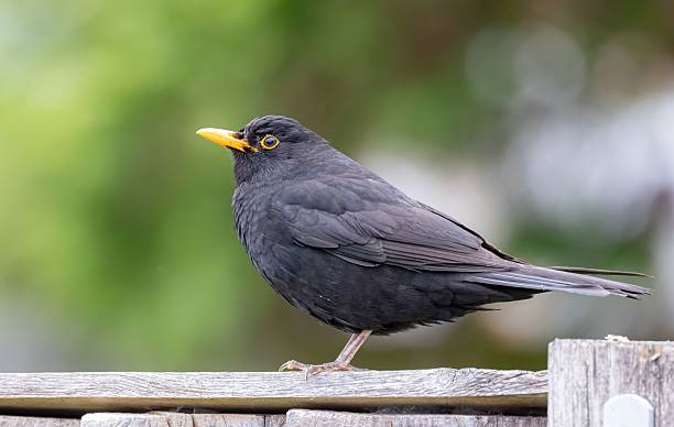 istock Blackbird on Wooden Fence 2215851909