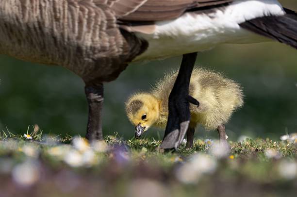 istock Gosling under parent on grassy field. 2215852353