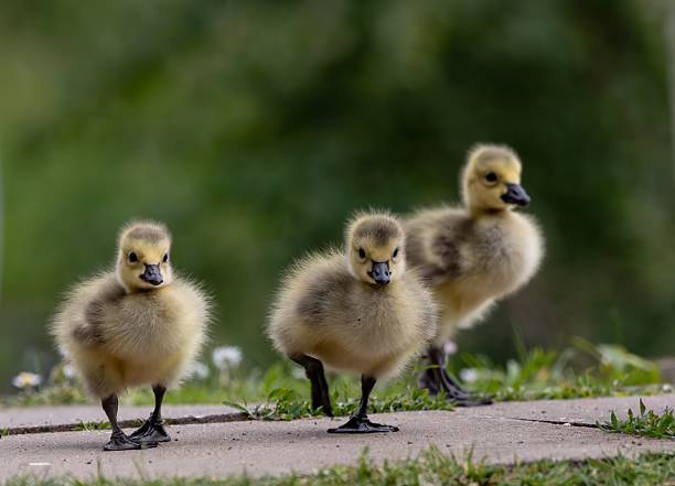 istock Adorable goslings walking on a path. 2215852355