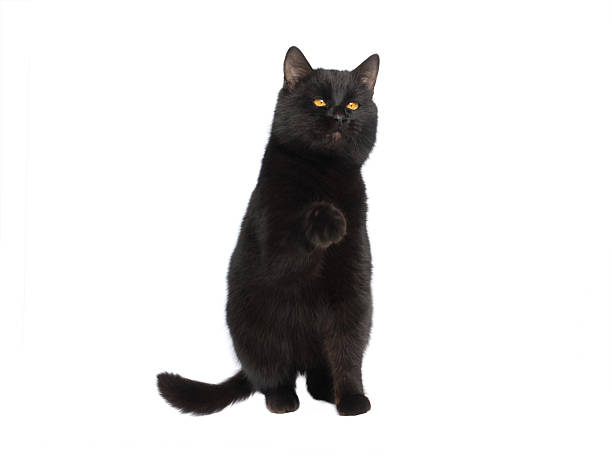 istock Black cat with raised paw isolated on white background 2215853547