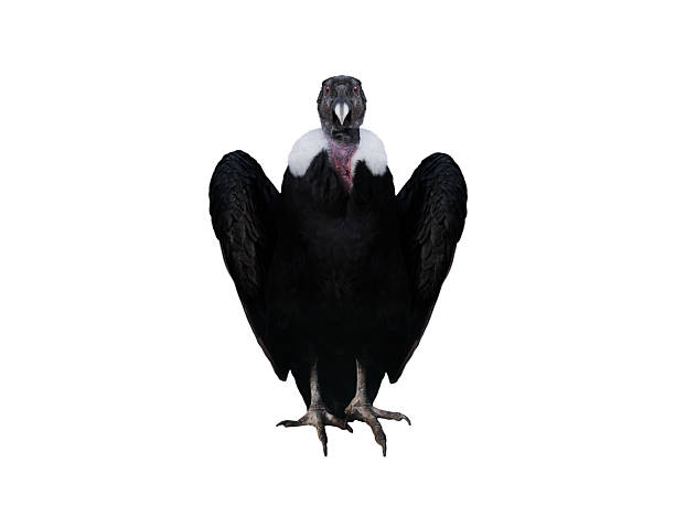 istock andelan condor isolated on white background 2215853630