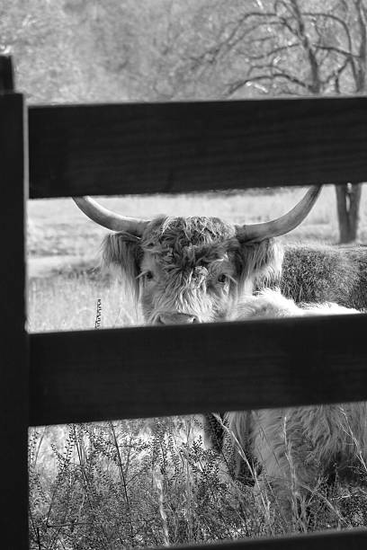 istock Highland cow peering through fence in black and white. 2215854115