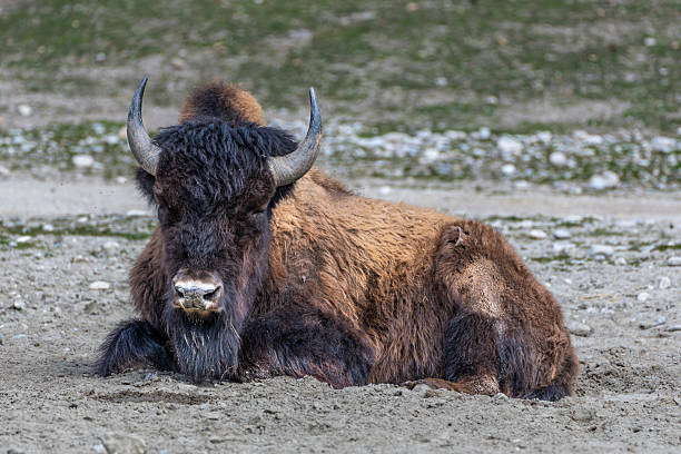 istock American buffalo known as bison, Bos bison in a german park 2215854935