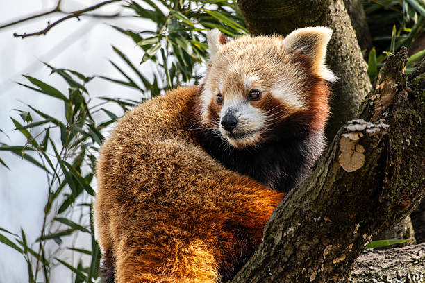 The red panda, Ailurus fulgens, also called the lesser panda and the red cat-bear.