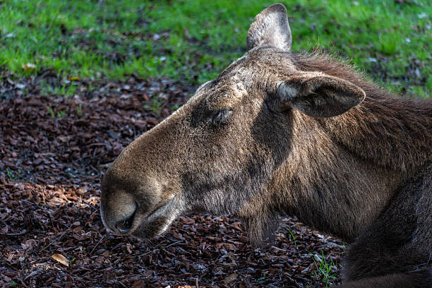 European Moose, Alces alces, also known as the elk. Wild life animal.