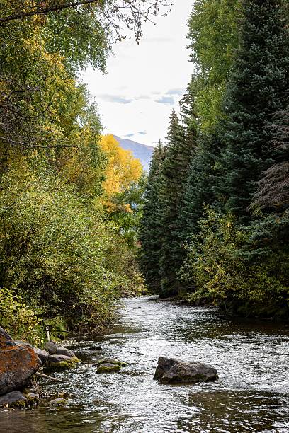 istock Serene forest stream with lush greenery and mountains. 2215855053
