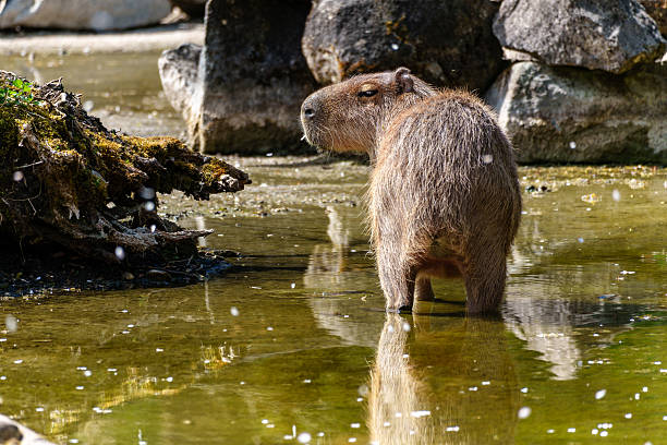 istock Capybara, Hydrochoerus hydrochaeris grazing on fresh green grass 2215855101