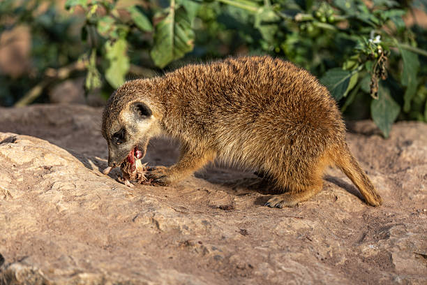 istock Meerkat, Suricata suricatta sitting on a stone and having dinner with a tasty mouse 2215855248