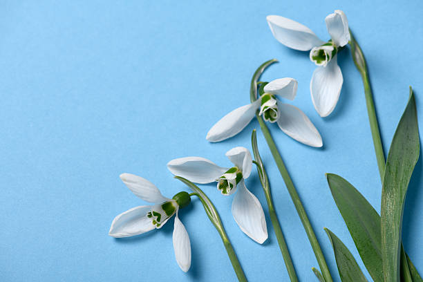 istock blooming snowdrop flowers on a blue color backdrop, top view, studio photo, abstract floral background 2215857290