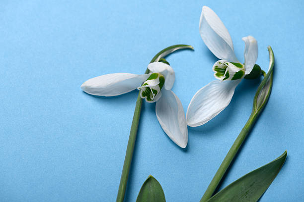 istock blooming snowdrop flowers on a blue color backdrop, top view, studio photo, abstract floral background 2215857309